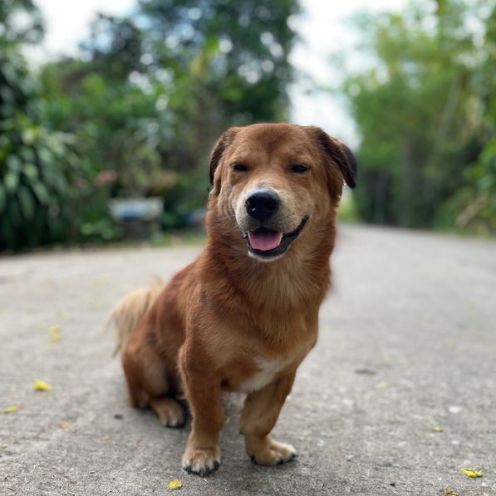เดโม่